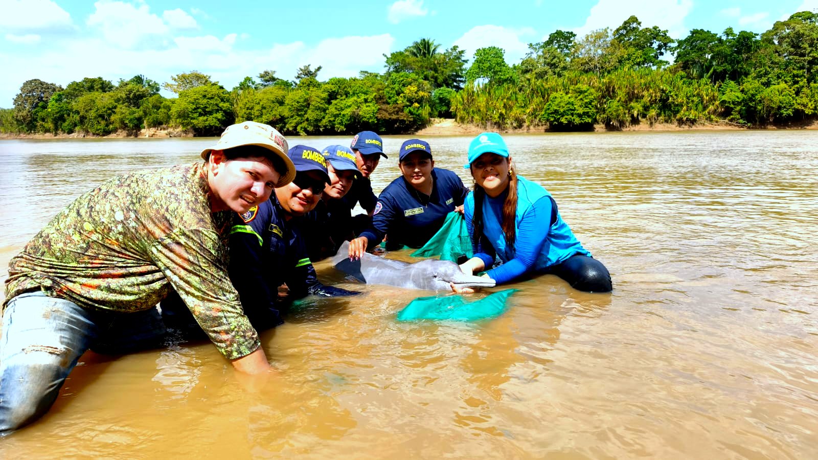 Delfin en rebalse