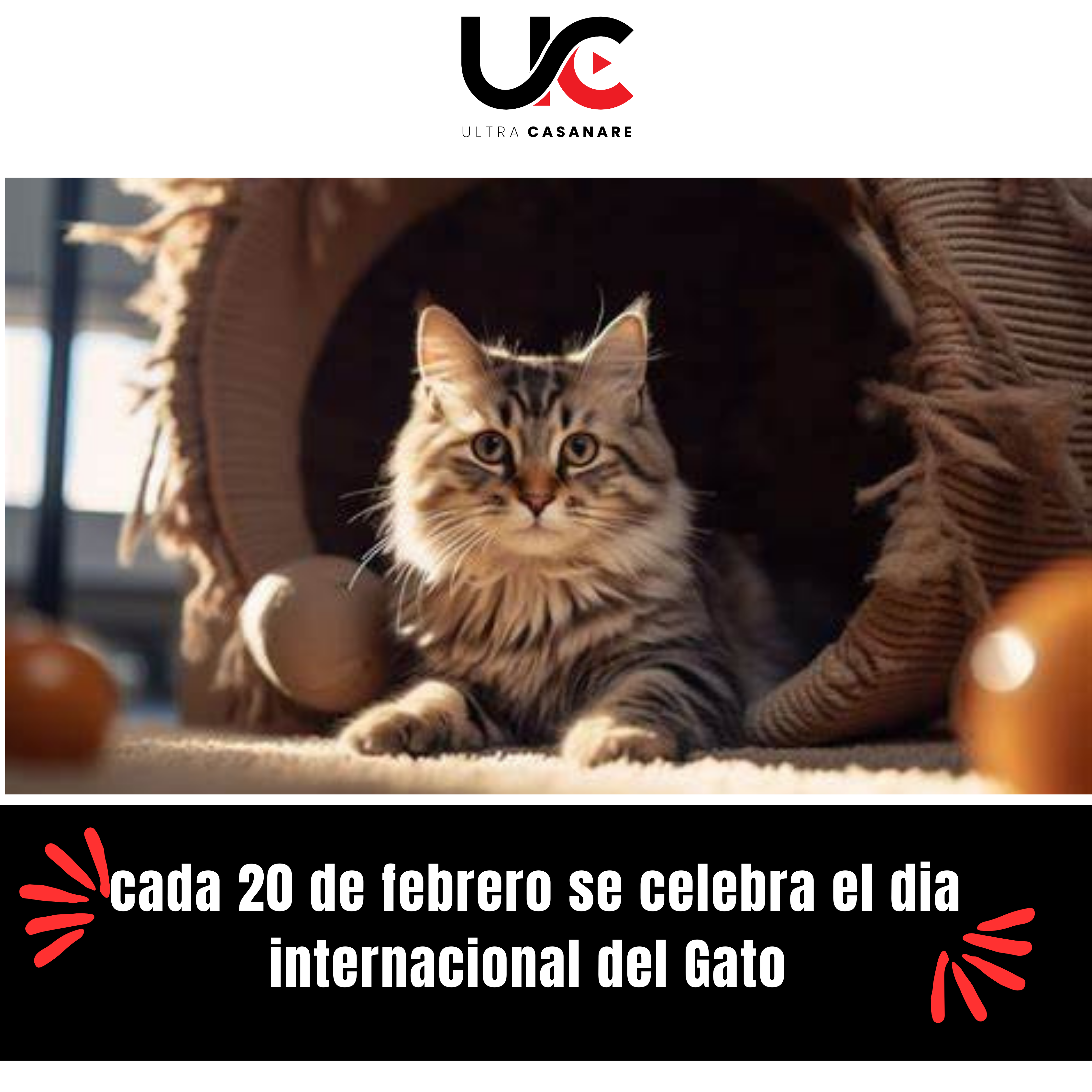 Celebrando el Día del Gato: Recordando a Socks, el felino presidencial