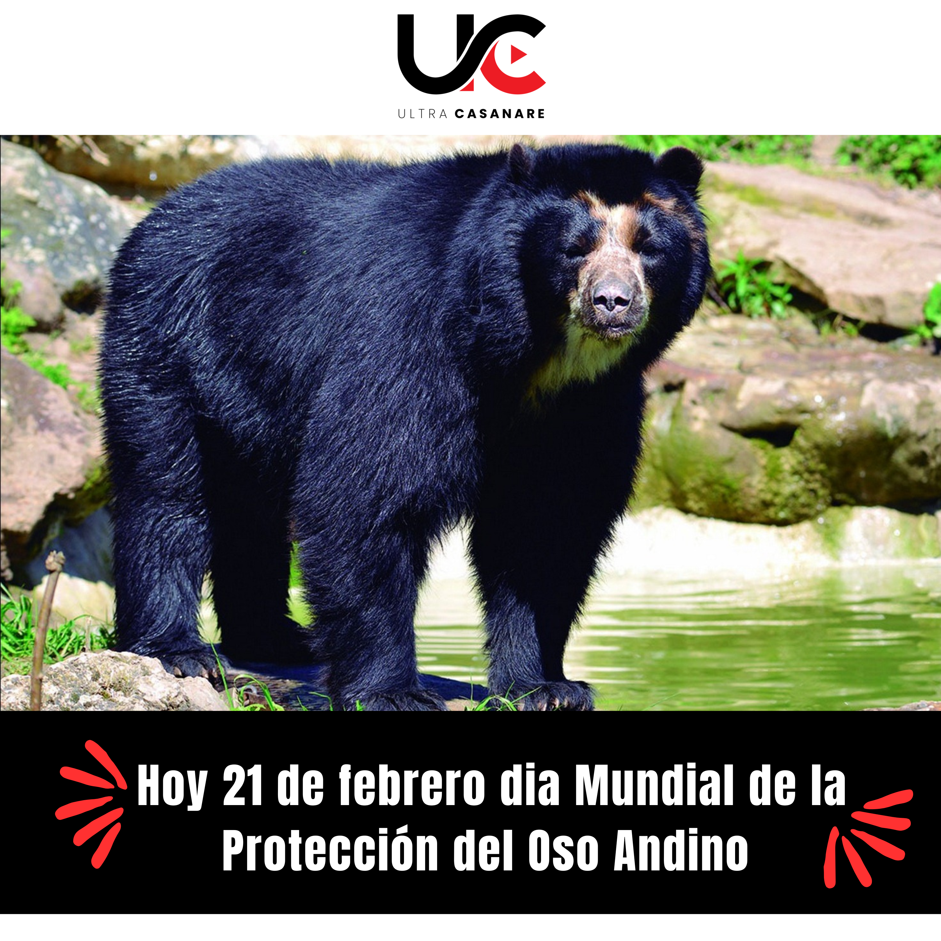 Protejamos al Oso Andino: Guardián de Nuestros Bosques
