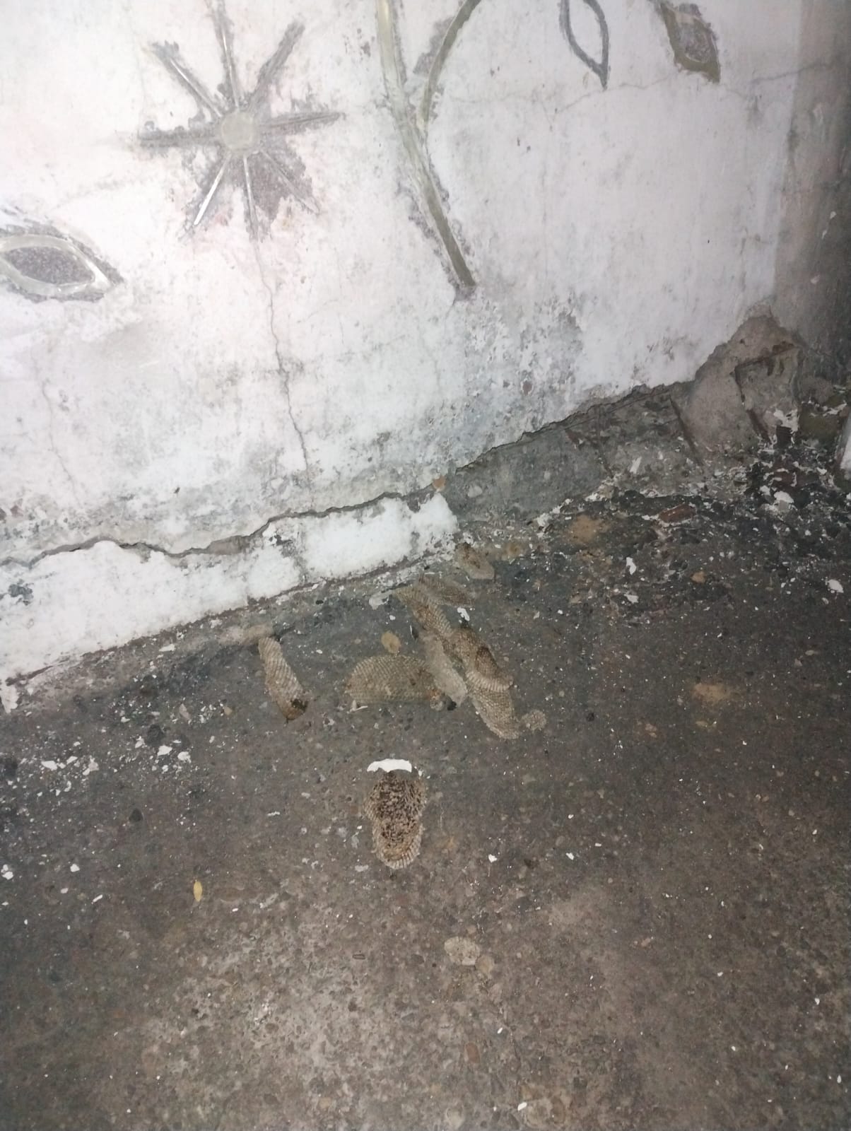 Cuerpo de Bomberos de Yopal Atiende Emergencia por Ataque de Abejas